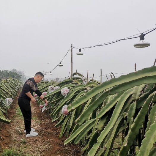 隆安县 火龙果基地