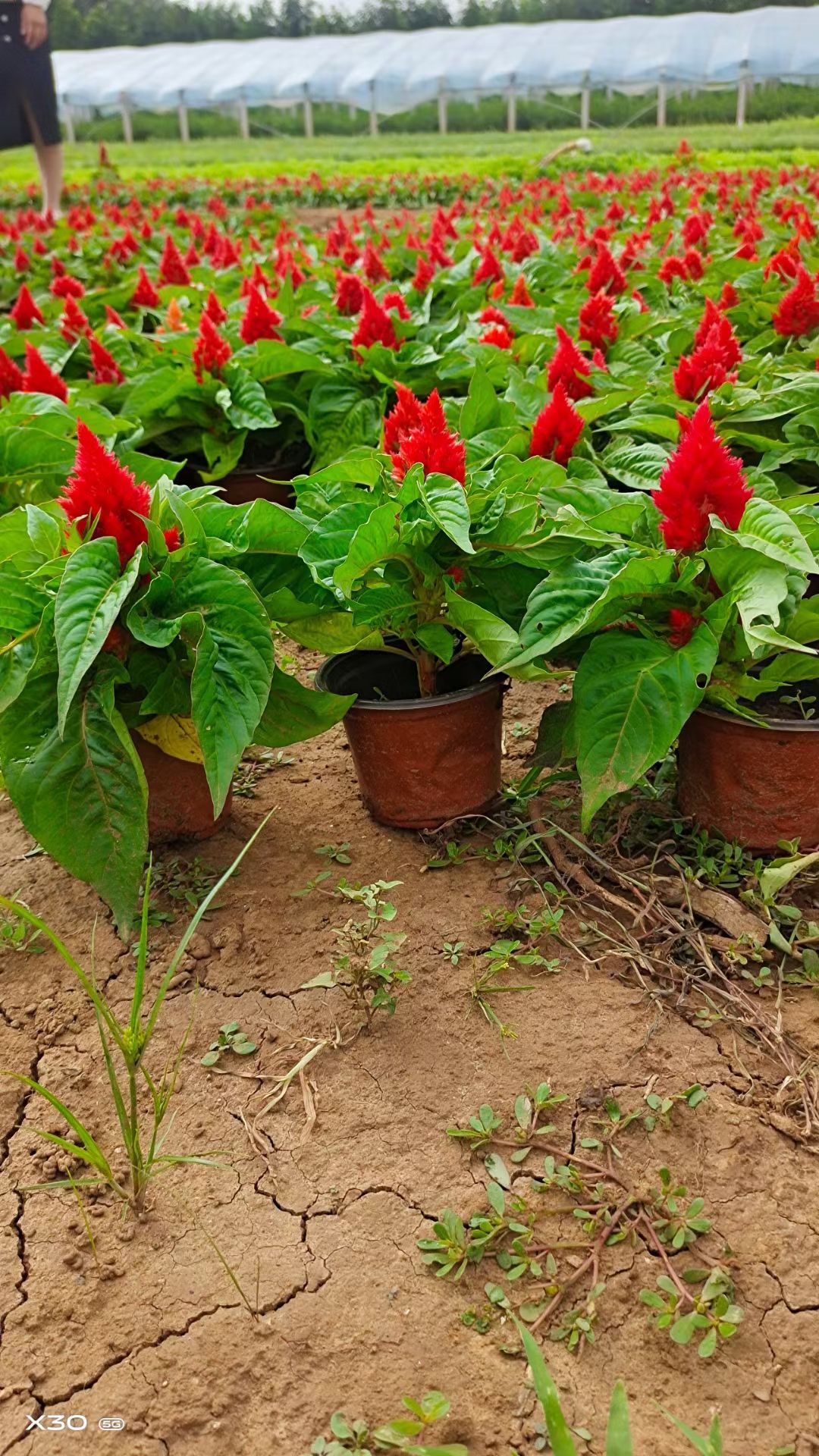 青州市鸡冠花 一支笔  时令草花  基地直供质优价廉