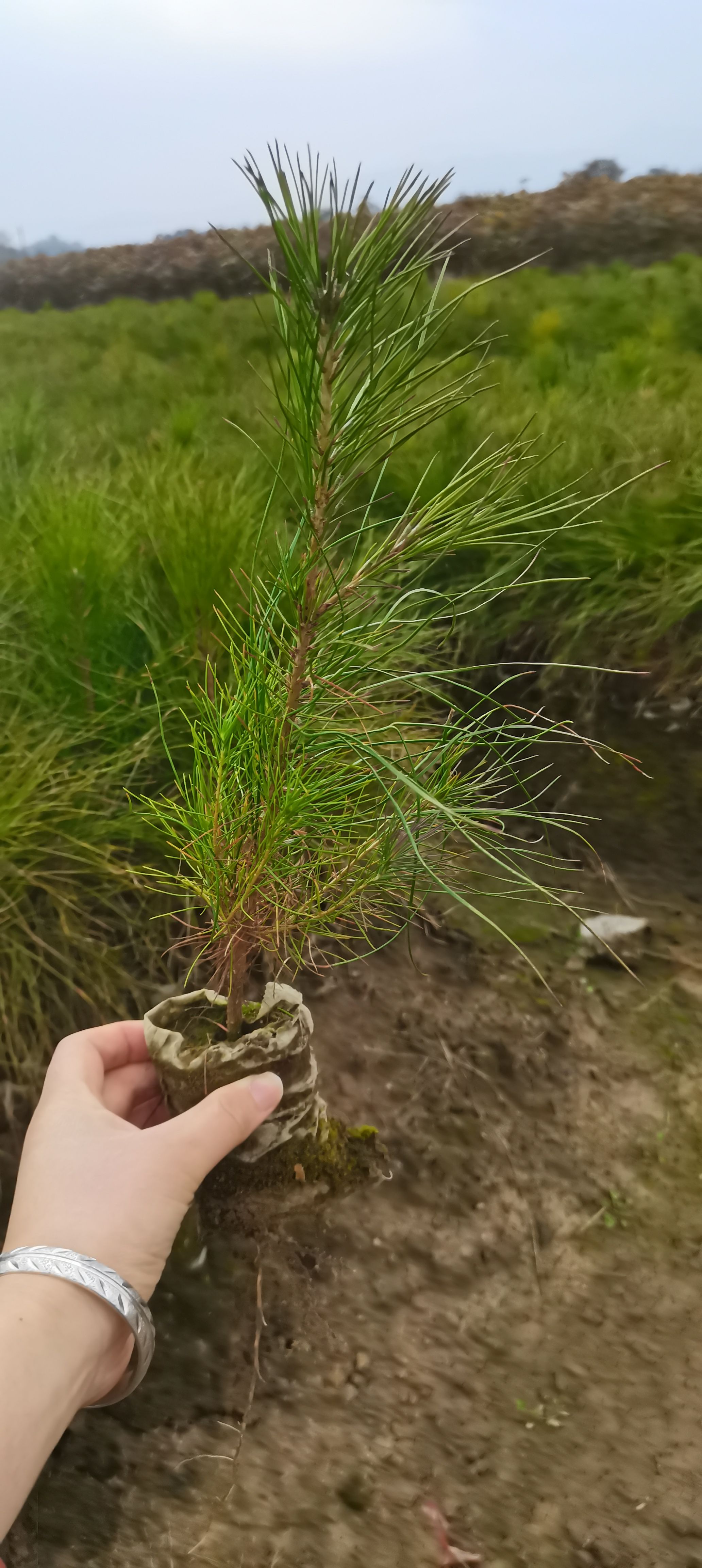 湿地松树苗 供应当年生湿地松杯苗，湿地松造林苗大量供应