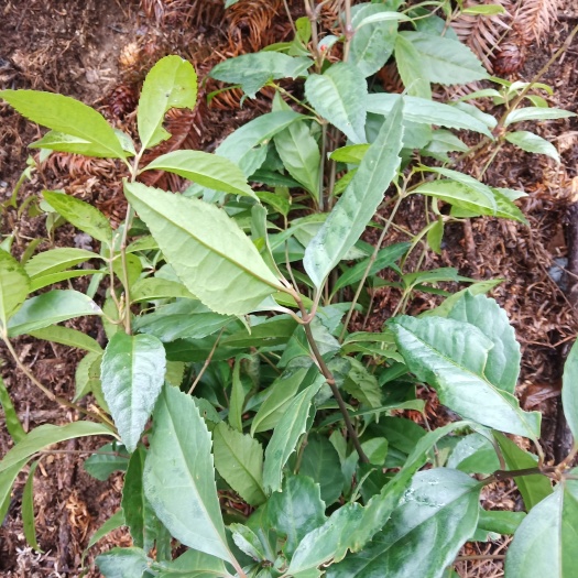 天柱县 草珊瑚干货
