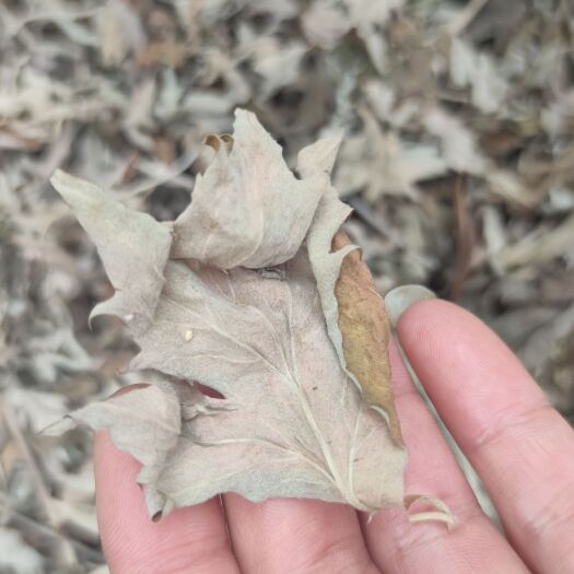 周口艾草，全颗艾，艾叶，陈艾
