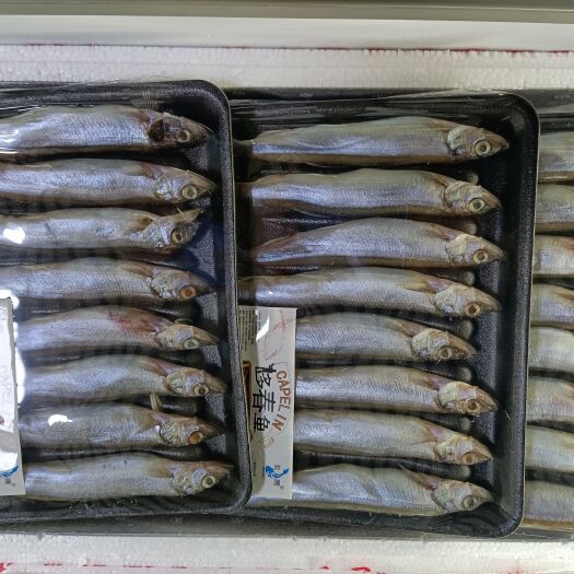 济南多春鱼  自有加工厂 常年供应  笔管鱼