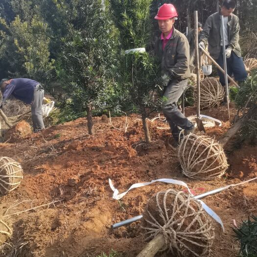 奉新县大量供应6公分罗汉松