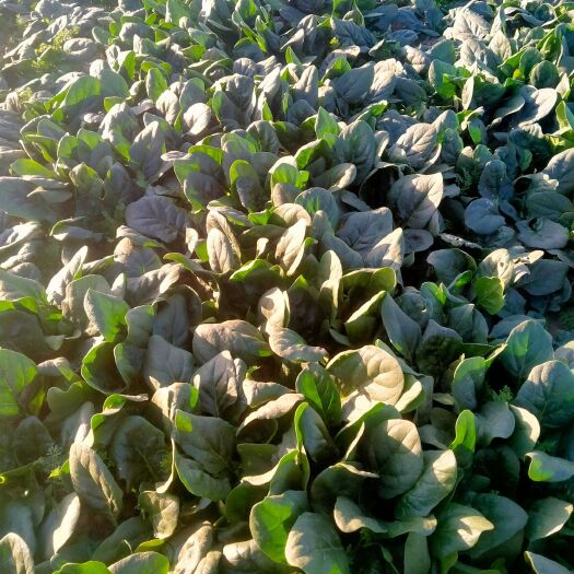 昆明 菠菜