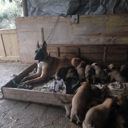 松溪县家养马犬