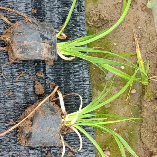 青州市 大花萱草 金娃娃萱草 红运萱草 基地直供质优价廉