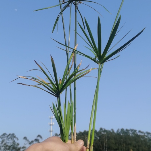 旱伞草  广东百草园苗木基地长期出售大量风车草