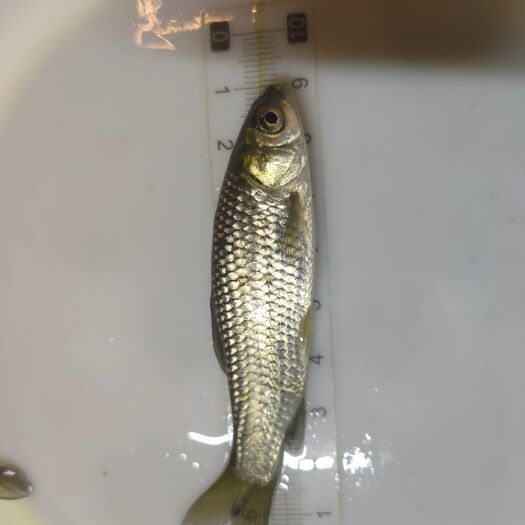 广州草鱼苗 鲩鱼苗  脆肉鲩鱼 产地直供 规划齐全 量大从优
