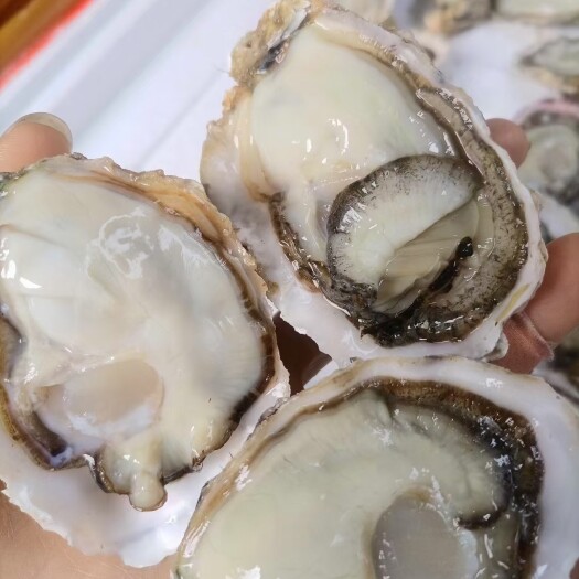 佛山三倍体生蚝 1+生蚝鲜活乳山小蚝山东蚝小蚝可帮开边配送