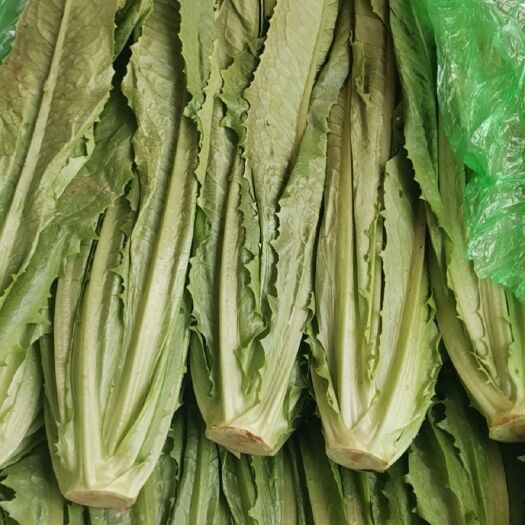 中牟县青油麦  昌源蔬菜