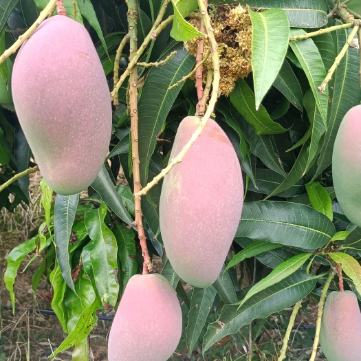 芒果 台芽芒