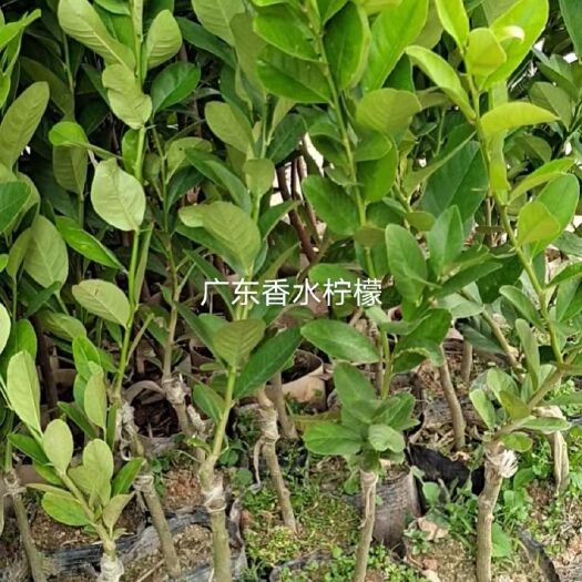 灵山县 广东香水柠檬苗
