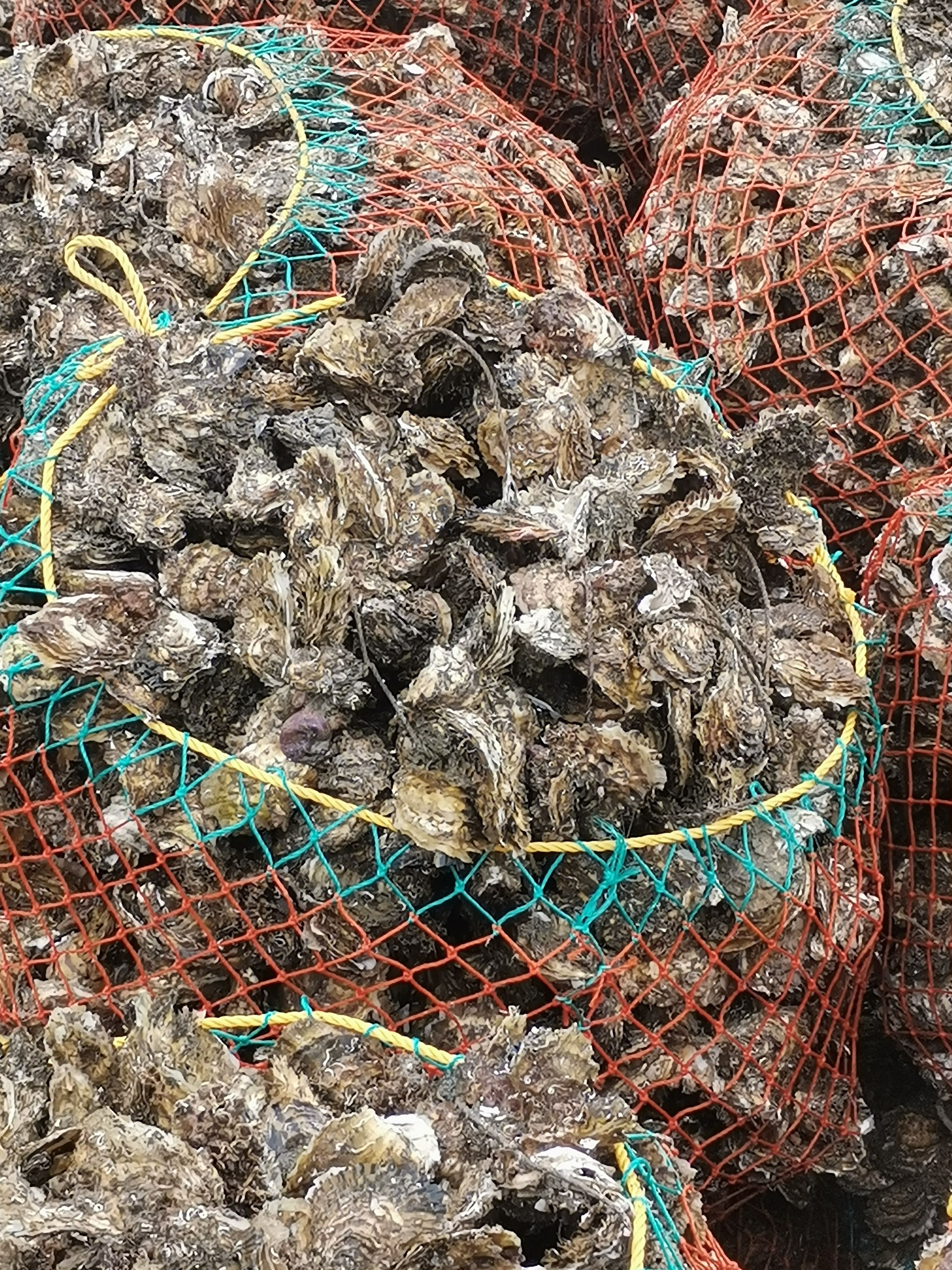 生蚝 牡蛎肉批发货源充足，厂家直发价格保证，欢迎来电