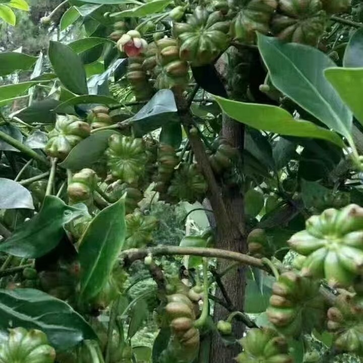 廣西正宗八角樹苗嫁接苗矮化高產大紅八角羅馬大佐料茴香當年結