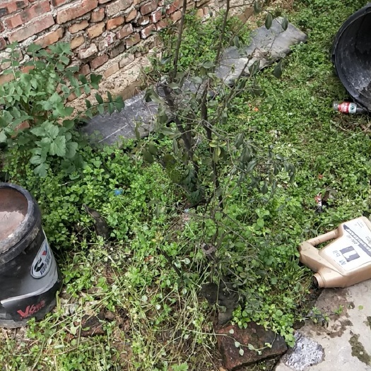 古蔺县 金弹子树根，黑塔子