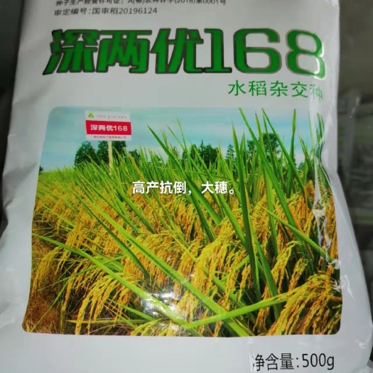 南漳县水稻种子 168马尾稻，优质高产抗倒抗病耐热