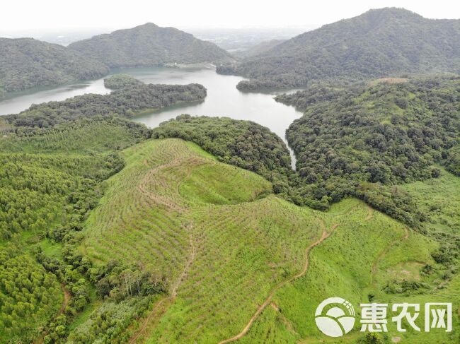 果园 已种植5年的油茶树