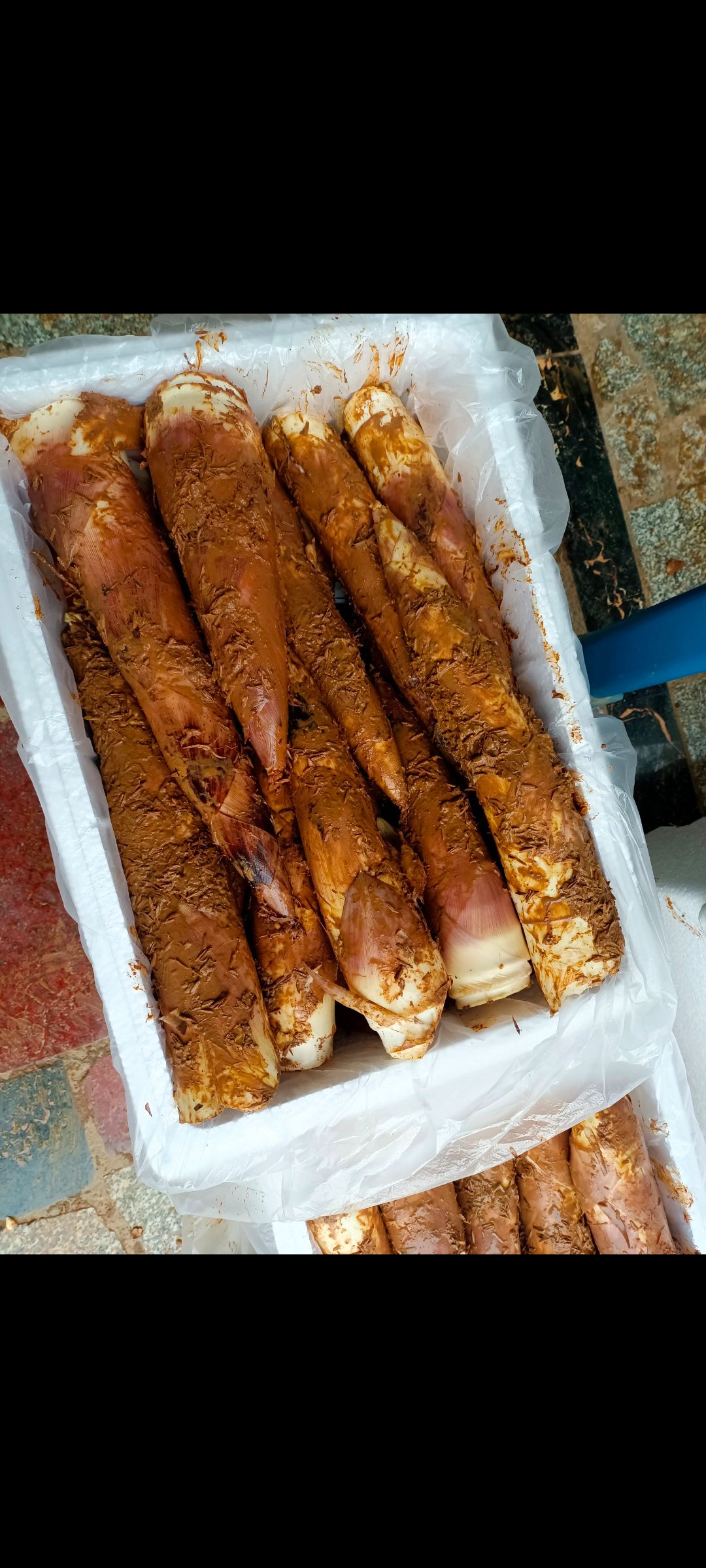雷竹笋 江西省上饶市弋阳县 鲜笋 