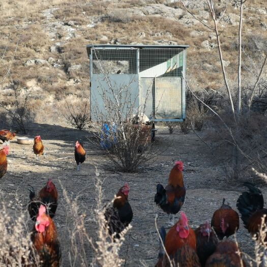 绛县 放养一年的跑山鸡土鸡