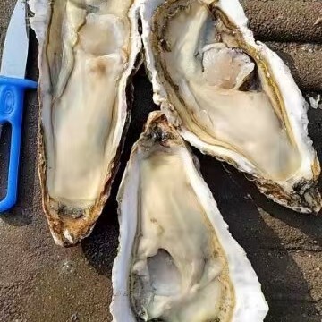 佛山三倍体生蚝 4+乳山三倍体山东牡蛎净化高压锅生蚝精品鲜活整只