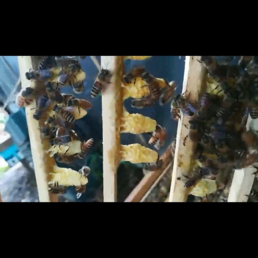 长沙县中华蜜蜂   中华蜂王