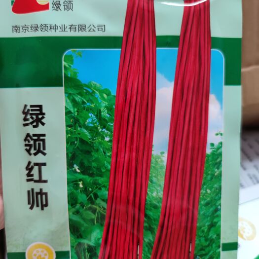 南昌紫红豇豆种子 绿领红帅红豇豆种子，30克，荚长1米，粗1厘米