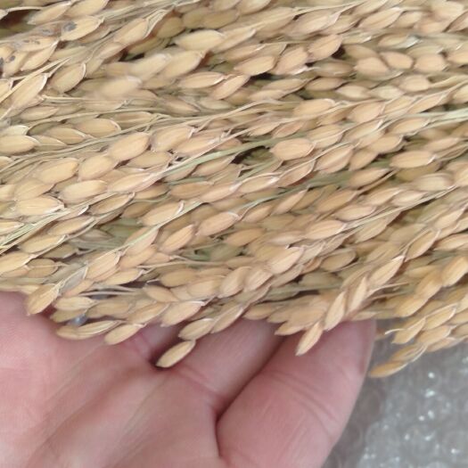 香米 东北黑土地优质稻谷，中粒米，现在价格1.55元每斤