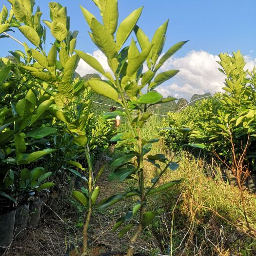 荔浦市泰国红宝石柚苗 农户自家嫁接红宝石青柚苗价格优惠品质好根须发