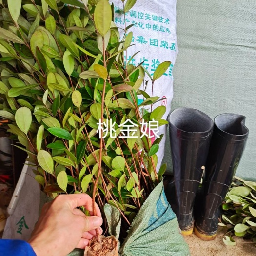 灵山县 桃金娘苗