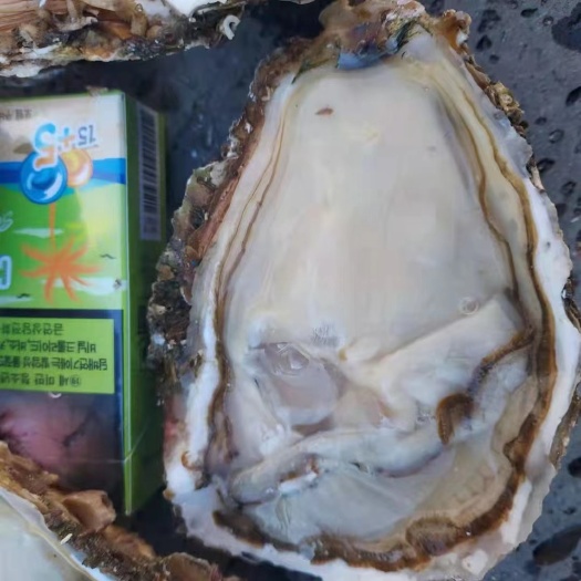 佛山三倍体生蚝 4+乳山精品大蚝高压锅生蚝刺身酒店连锁店专用