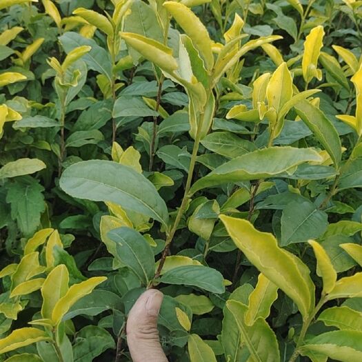 建德市中黄3号茶树苗 中黄三号茶苗