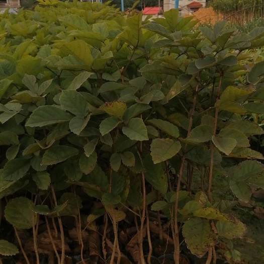 广州黄花风铃木 多花黄花风玲木