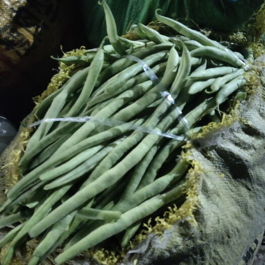 莘县 芸豆，四季豆