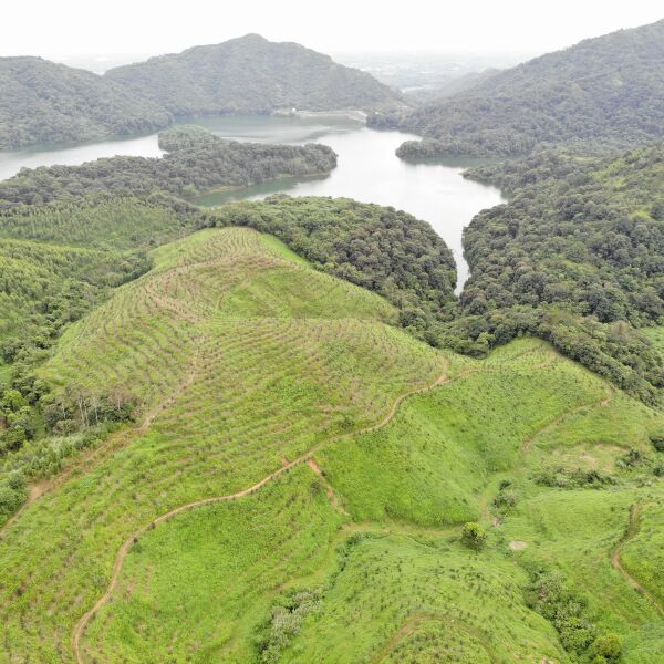 果园 已种植5年的油茶树