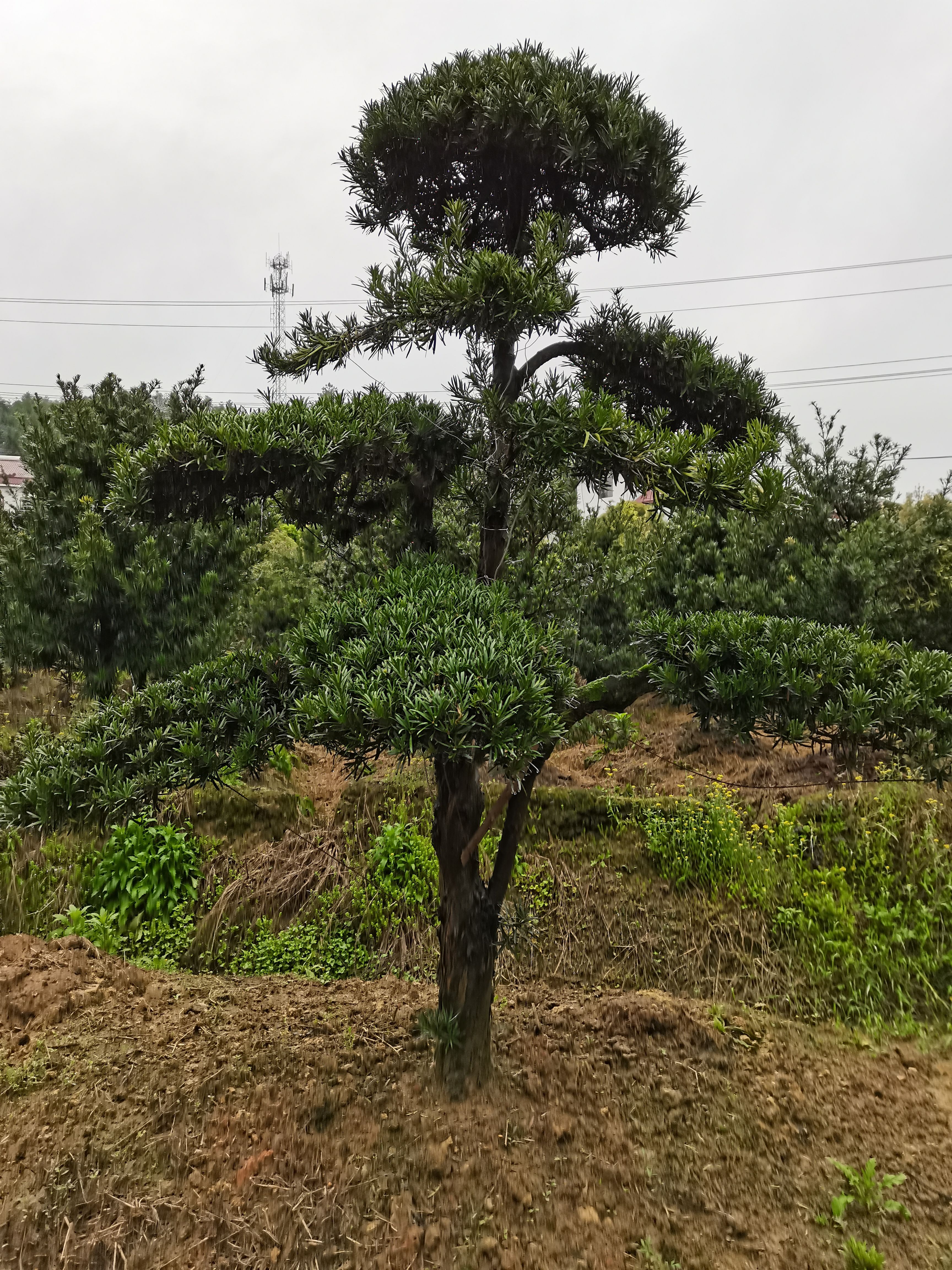 造型罗汉松