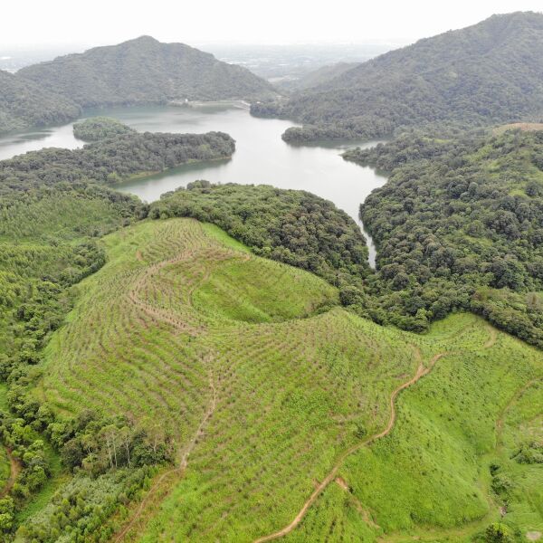 果园 已种植5年的油茶树