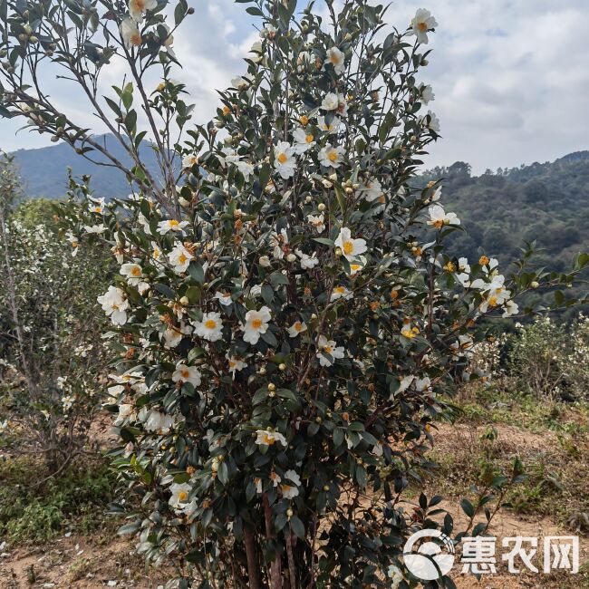 果园 已种植5年的油茶树