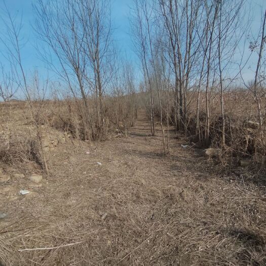 沂南县 果园出租养殖鸡/鸭/鹅水源充足空气清新