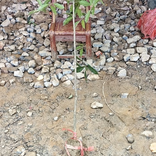 咸宁金桂 精品桂花