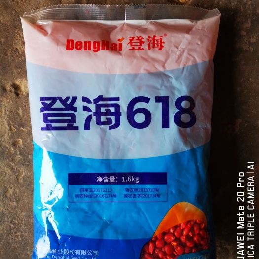 滑县东单1331玉米种子 明天695、良玉99、登海605