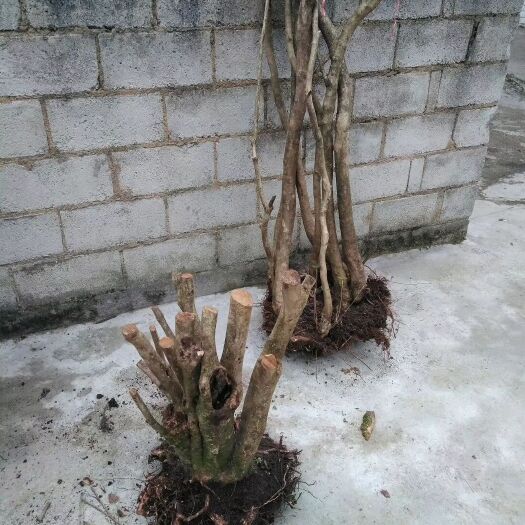 龙里县蜡皮杜鹃花 请问有人要映山红吗 量大桩