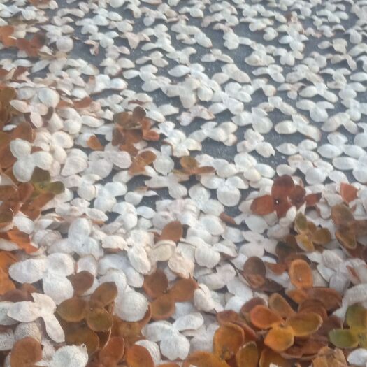 浦北县老陈皮