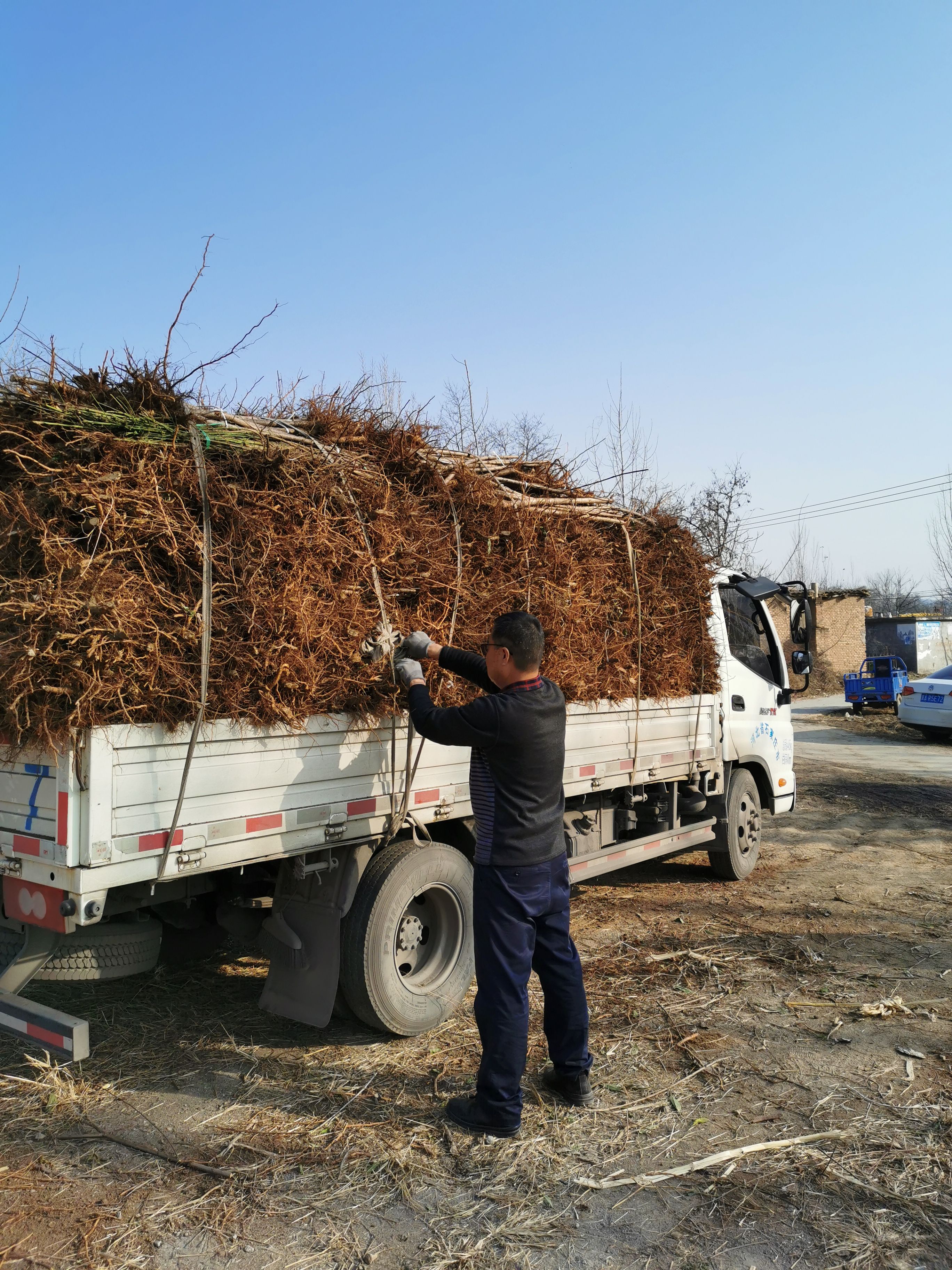 中華壽桃桃樹苗 石家莊中華壽桃樹苗便宜出售了