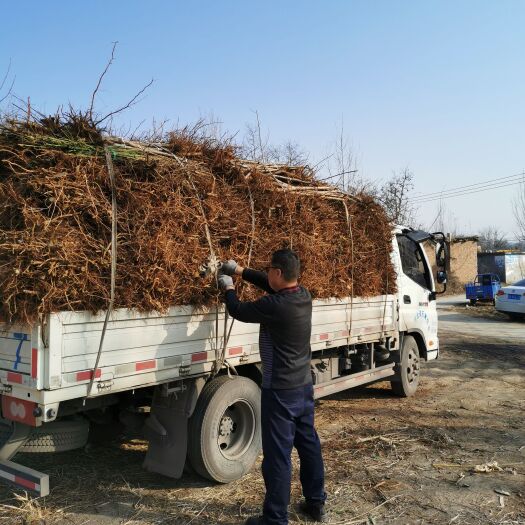行唐县中华寿桃桃树苗 石家庄中华寿桃树苗便宜出售了