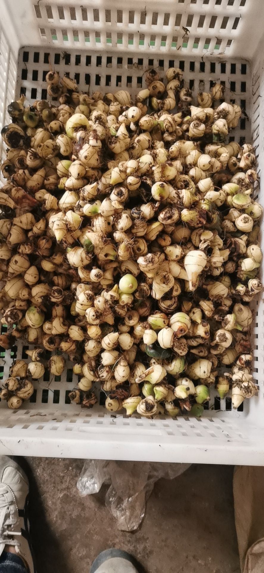 山慈菇 贵州黔东南本地毛慈菇