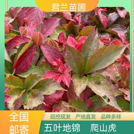 开原市五叶地锦 一年苗 爬山虎苗 五叶地锦小苗 爬墙虎 绿化护坡