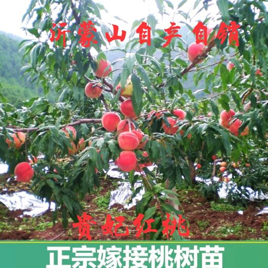 平邑县贵妃红桃种苗 贵妃红桃树苗，当年挂果适合南北方种植抗寒耐冻盆