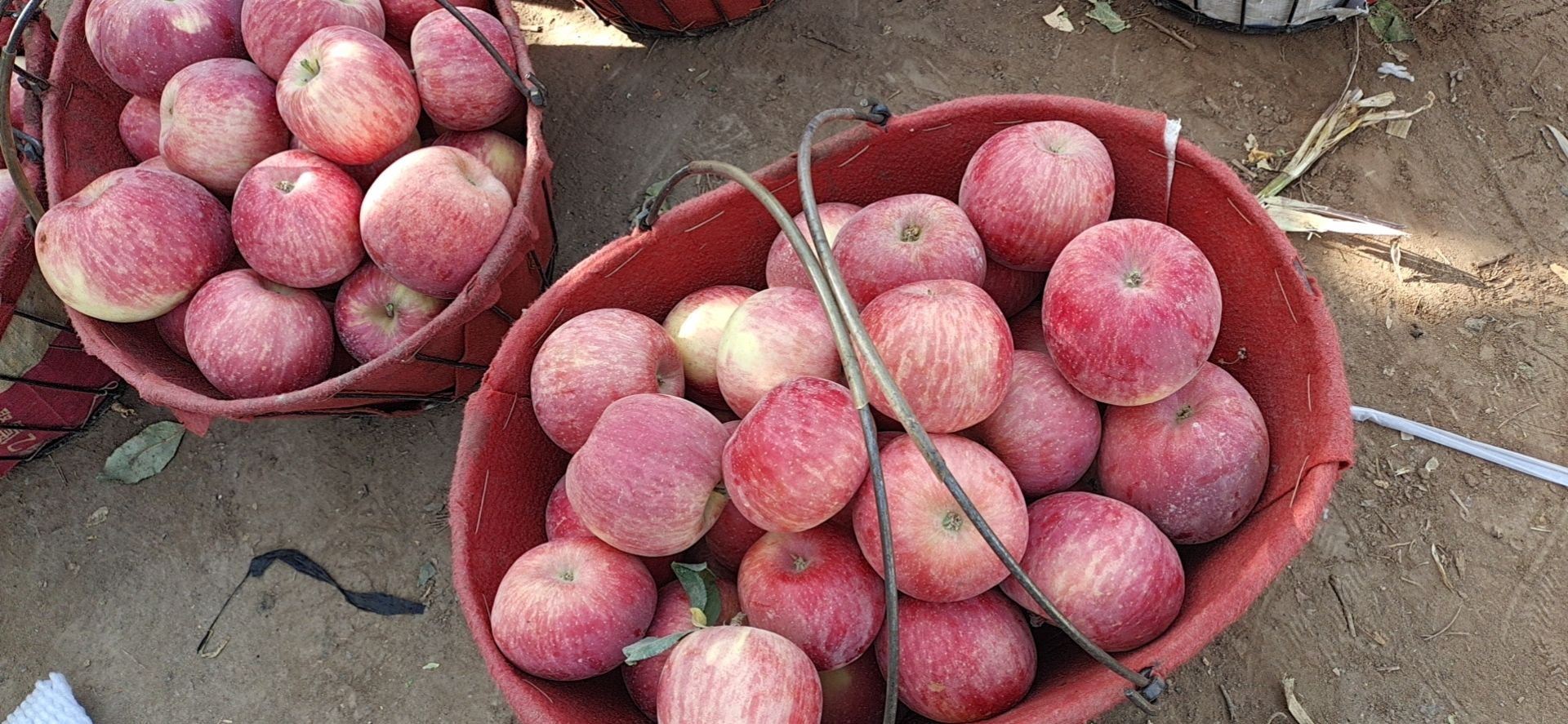 新疆阿克苏红富士苹果 新鲜现摘 快递直达 新疆阿克苏红富士苹果 新鲜现摘 快递直达