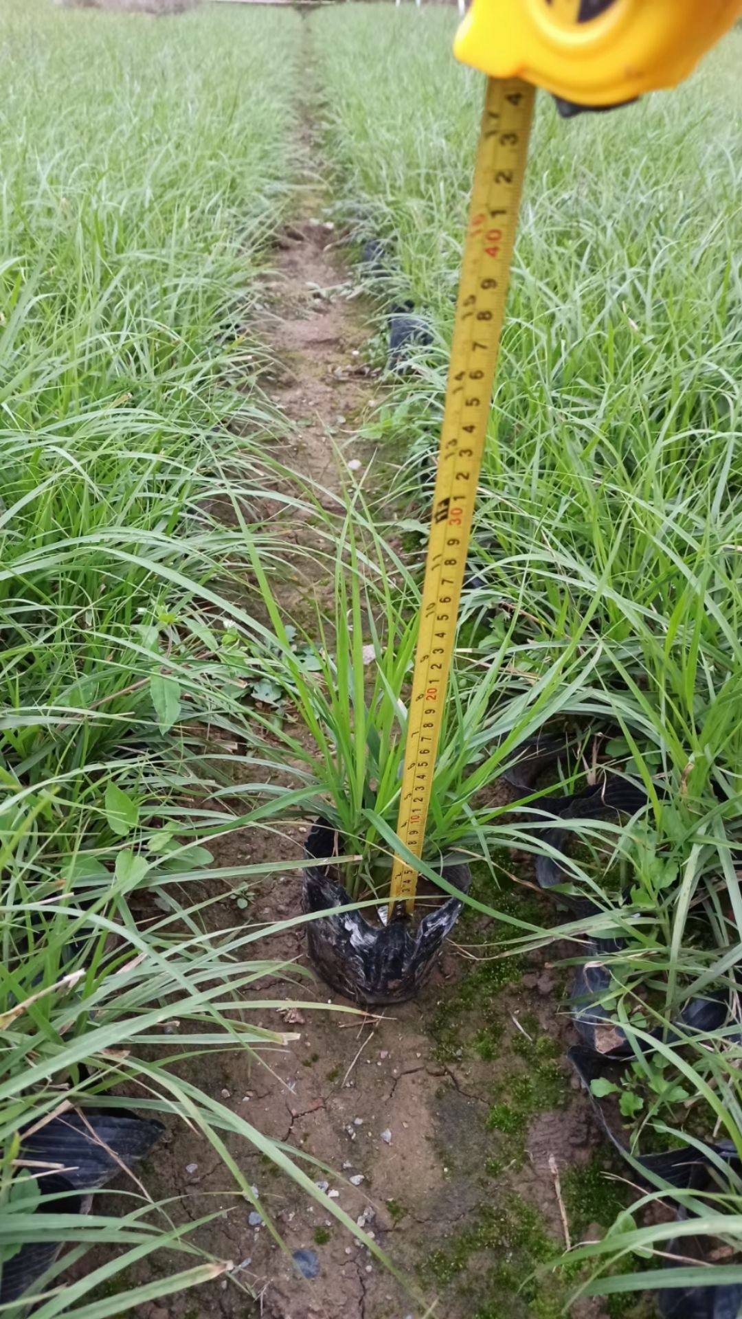  金红羽狼尾草7斤袋苗种植基地直销 可开票
