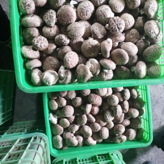 阜平县香菇 鲜菇，什么种类都有，可来基地考察。